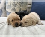 Puppy Puppy 2 Labrador Retriever