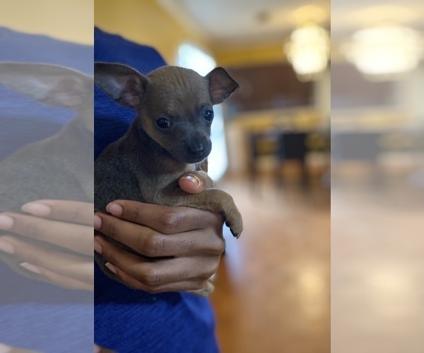 Medium Photo #4 Chihuahua Puppy For Sale in FLOWOOD, MS, USA