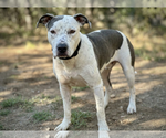 Small #2 Bull-Boxer