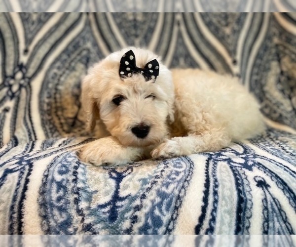 Medium Photo #8 Poodle (Standard) Puppy For Sale in LAKELAND, FL, USA