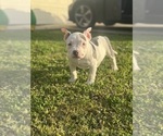 Small #21 American Bully