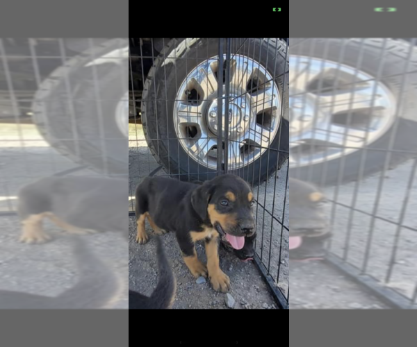 Medium Photo #1 Cane Corso Puppy For Sale in ALBUQUERQUE, NM, USA