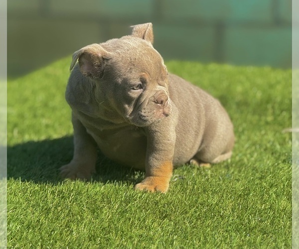 Medium Photo #10 English Bulldog Puppy For Sale in BOSTON, MA, USA