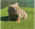 Small #9 English Bulldog