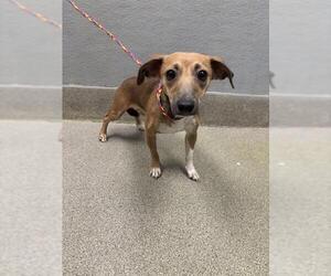 Chihuahua-Unknown Mix Dogs for adoption in Las Vegas, NV, USA