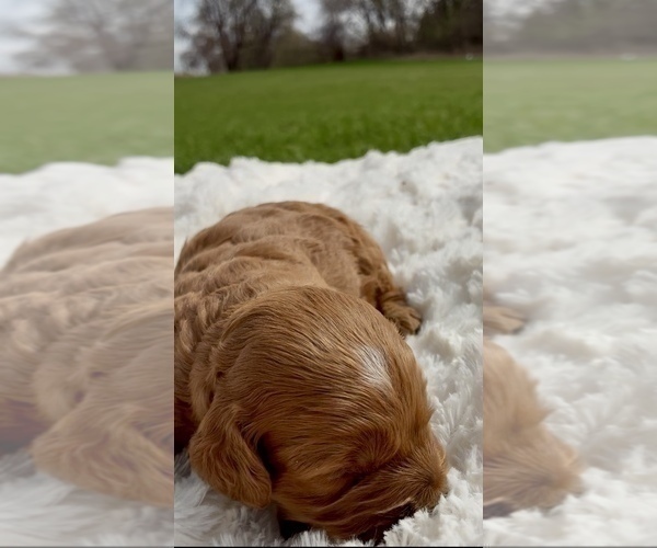 Medium Photo #2 Goldendoodle (Miniature) Puppy For Sale in RANDOLPH, WI, USA