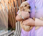 Small Photo #2 Golden Retriever Puppy For Sale in VALDOSTA, GA, USA