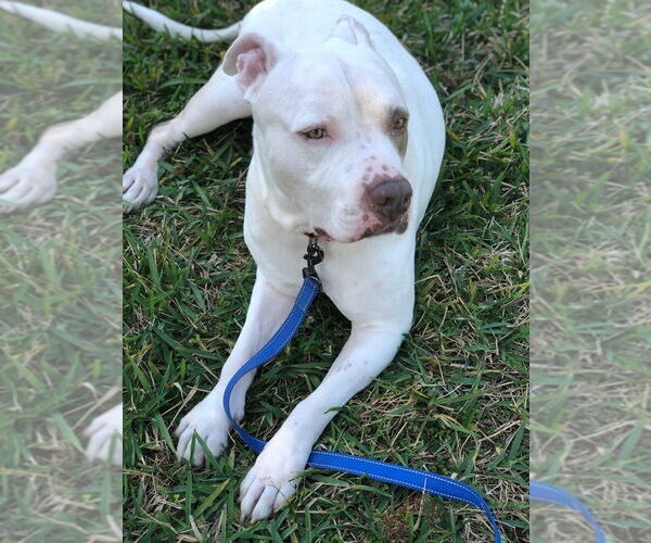 Medium Photo #3 American Staffordshire Terrier Puppy For Sale in West Palm Beach, FL, USA