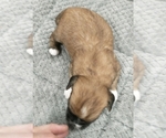 Small Photo #12 Puggle-Shih Tzu Mix Puppy For Sale in NEW YORK MILLS, MN, USA