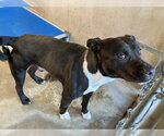 MITCH - Male Mutt Dog for Adoption - Small photo