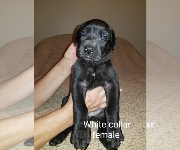 Medium Photo #6 Great Dane Puppy For Sale in MOUNT GILEAD, OH, USA