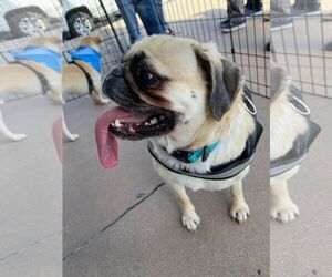 Pug Dogs for adoption in La Verne , CA, USA