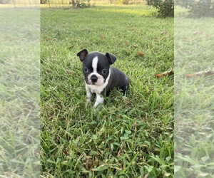 Boston Terrier Puppy for sale in FREDONIA, KS, USA