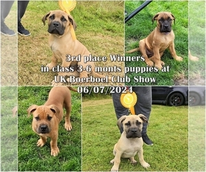 Boerboel Puppy for sale in Manchester, Greater Manchester (England), United Kingdom