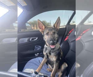 German Shepherd Dog Puppy for sale in PHOENIX, AZ, USA