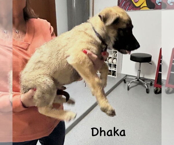 Medium Photo #2 German Shepherd Dog-Unknown Mix Puppy For Sale in Imlay City, MI, USA