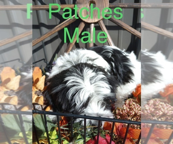 Medium Photo #3 Havanese Puppy For Sale in PITTSBURG, IL, USA