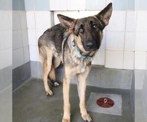 German Shepherd Dog-Unknown Mix Dogs for adoption in San Antonio, TX, USA