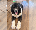 Small Photo #2 Mutt Puppy For Sale in Dallas, TX, USA