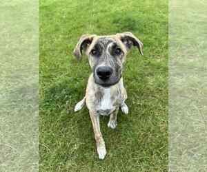Bullboxer Pit Dogs for adoption in Princeton, MN, USA