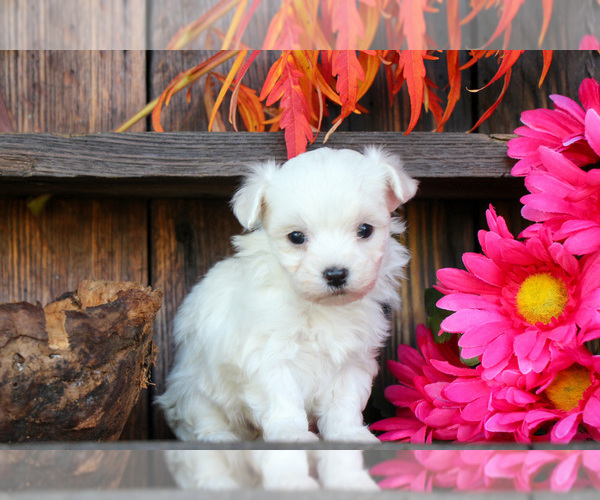 Medium Photo #2 Maltese Puppy For Sale in BALTIC, OH, USA