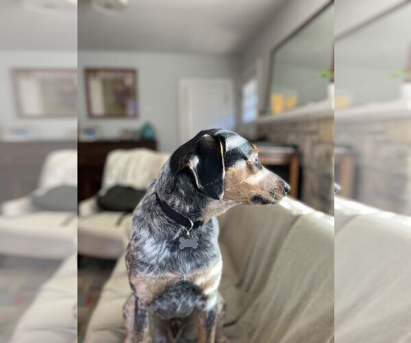 Medium Photo #3 Mutt Puppy For Sale in Forest, VA, USA