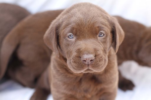Medium Photo #1 Labrador Retriever Puppy For Sale in PIEDMONT, SC, USA