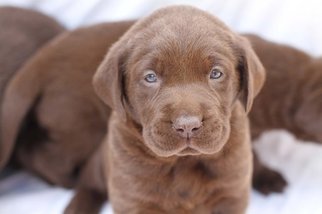 Labrador Retriever Puppy for sale in PIEDMONT, SC, USA