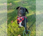 Small #18 Labrador Retriever Mix