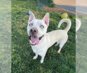 Gerberian Shepsky Dogs for adoption in Camarillo, CA, USA