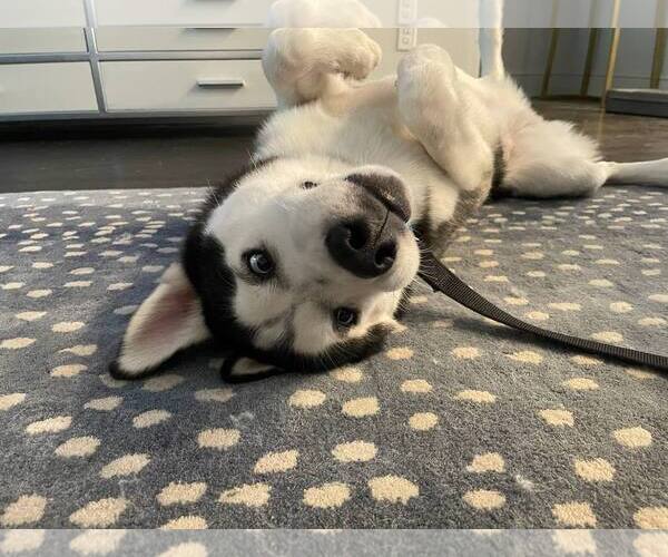 Medium Photo #3 Siberian Husky Puppy For Sale in Carrollton, TX, USA