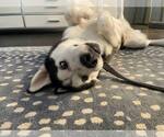 Small #2 Siberian Husky