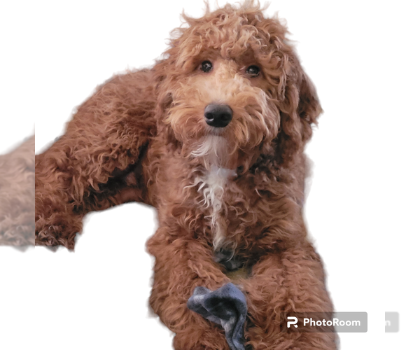 Medium Photo #2 Labradoodle Puppy For Sale in LA HABRA, CA, USA