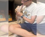 Small #4 Poodle (Miniature) Mix