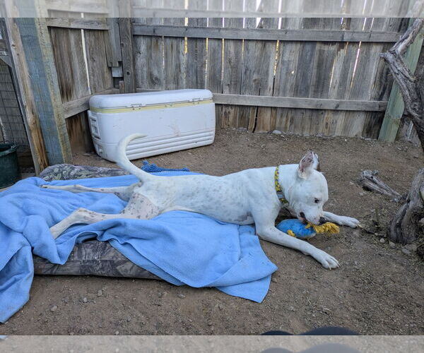 Medium Photo #5 Argentinian Mastiff-Unknown Mix Puppy For Sale in Williamsburg, NM, USA