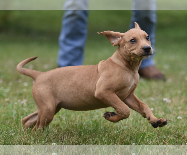 Medium Photo #3 Labrador Retriever-Unknown Mix Puppy For Sale in Mechanicsburg, PA, USA