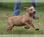Small #2 Labrador Retriever Mix