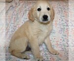 Small Photo #3 Golden Retriever Puppy For Sale in BLOOMINGTON, IN, USA