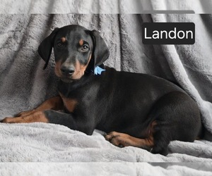 Doberman Pinscher Puppy for sale in POMEROY, OH, USA