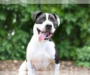 American Bulldog-Unknown Mix Dogs for adoption in Tavares, FL, USA