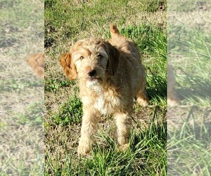 Goldendoodle-Poodle (Miniature) Mix Puppy for sale in LOS MOLINOS, CA, USA