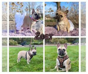 Mother of the French Bulldog puppies born on 04/11/2022