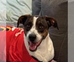Small #6 German Shorthaired Pointer Mix