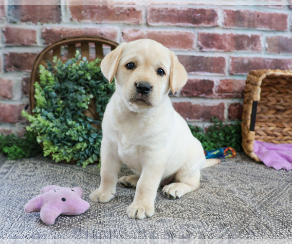 Medium Photo #5 Labrador Retriever Puppy For Sale in SYRACUSE, IN, USA