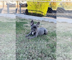 French Bulldog Puppy for sale in ANTIOCH, CA, USA