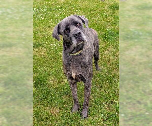 Medium Photo #1 Mutt Puppy For Sale in Akron, OH, USA