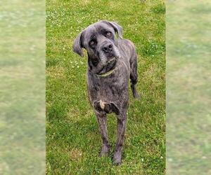 Mutt Dogs for adoption in Akron, OH, USA