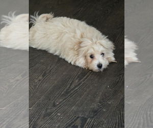 Maltipoo Puppy for sale in NEWNAN, GA, USA