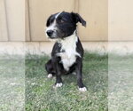 Small #4 Mutt