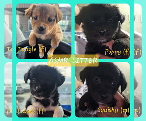 Colonial Cocker Spaniel-Unknown Mix Dogs for adoption in Anchorage, AK, USA